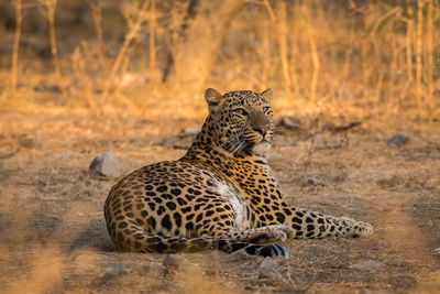 Cheetah looking away while lying on land