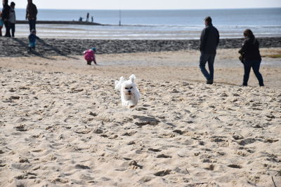 Two dogs on beach