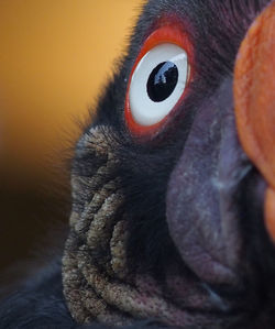 Close-up portrait of bird