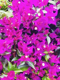 Full frame shot of pink flowering plant