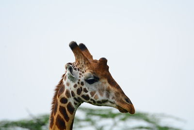 Close-up of giraffe