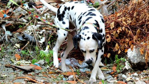 Dog on grassy field