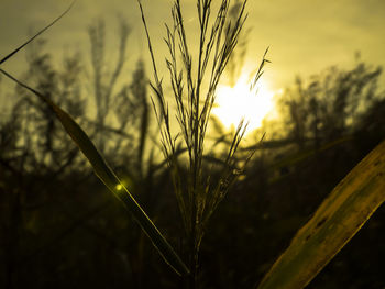 Close-up of plants against sunset