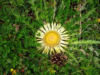 High angle view of flower on field