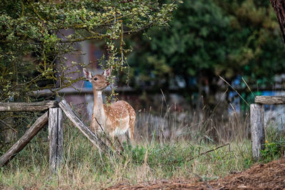 View of deer in forest