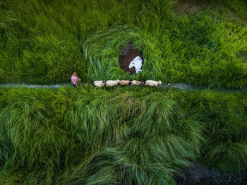 High angle view of people relaxing on field