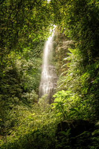 Scenic view of waterfall in forest