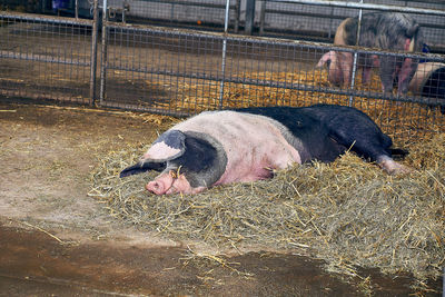 View of an animal pen