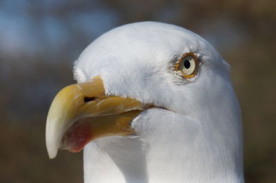 Close-up of swan