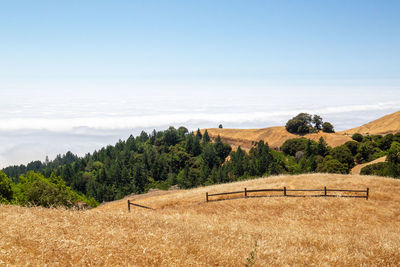 Point reyes at midday in summer