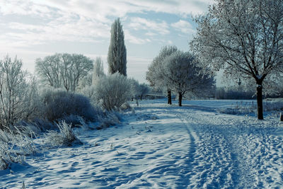 Trees on snow covered field against sky