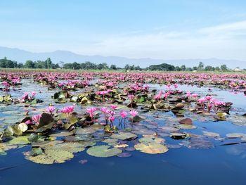 Pink water lily in lake