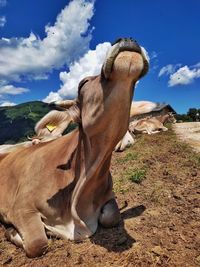 Close-up of a horse on field