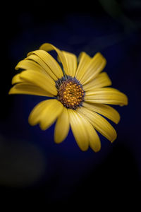 Close-up of yellow flower