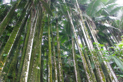 Low angle view of bamboo trees in forest