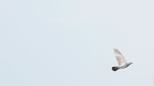 Seagull flying against clear sky