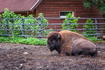 Lion in a farm