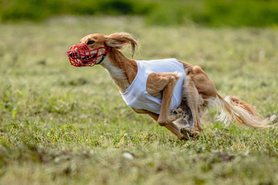 Dog running in green field and chasing lure at full speed on coursing competition