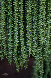 Close-up of plants