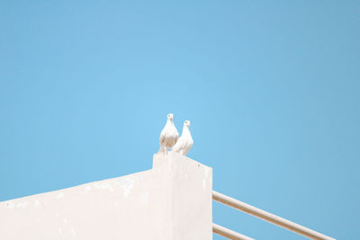 Low angle view of dove perching against clear blue sky