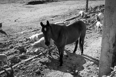 Horses standing in a field