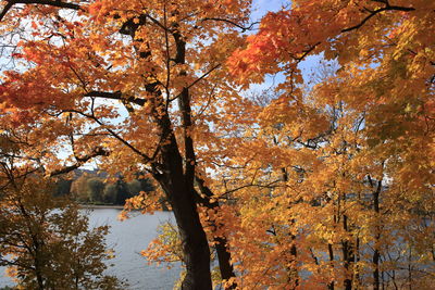 Trees by lake during autumn