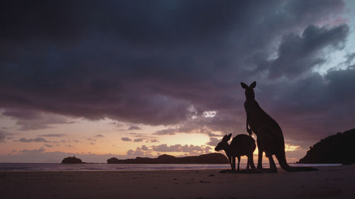 Silhouette horse standing on beach against sky during sunset