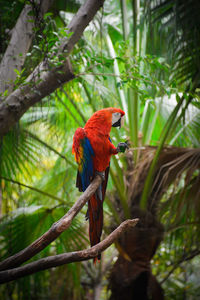 Macaw perching on tree trunk