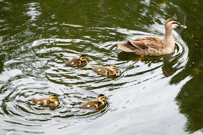 Duck swimming in lake