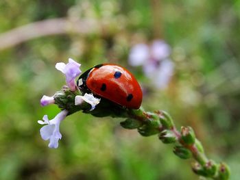 Close-up of ladybug on flowers