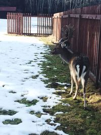 Close-up of dog