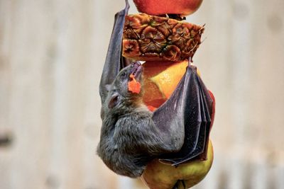 Close-up of bird holding fruit