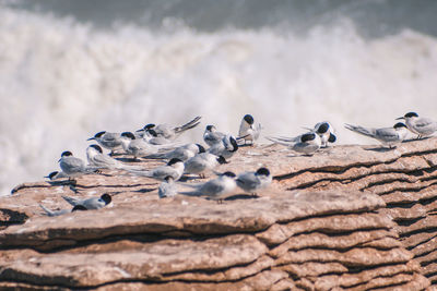 Flock of birds on beach