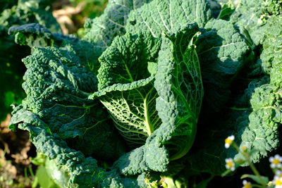 A cabbage in a vegetable garden.