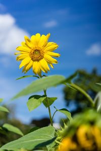 Close-up of yellow flower against sky