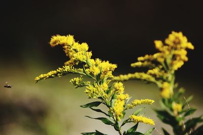 Close-up of yellow flowers