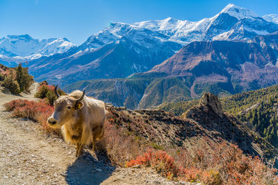 Sheep on snowcapped mountain against sky