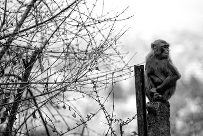 Monkey sitting on branch against sky