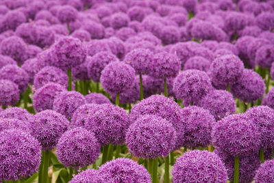 Close-up of fresh purple flowers