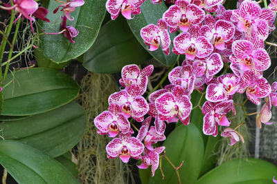 Close-up of pink flowering plant