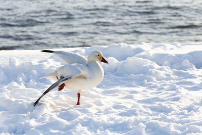 Side closeup view of snow goose standing on one leg in fresh snow flapping its wings