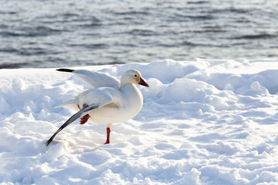 Close-up of seagull on snow
