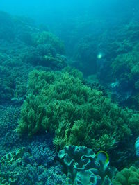 Fish swimming in sea