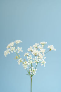 Low angle view of white flowering plant against clear blue sky