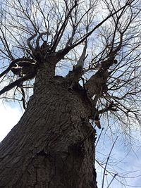 Low angle view of bare tree against sky