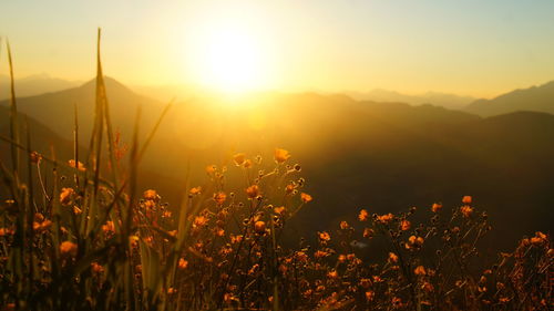 Plants growing on field against sky during sunset