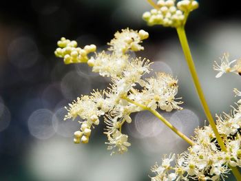 Close-up of white flowering plant