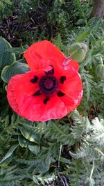 Close-up of red poppy