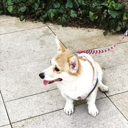 High angle view of dog on footpath