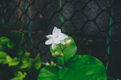 Close-up of white flowers blooming outdoors